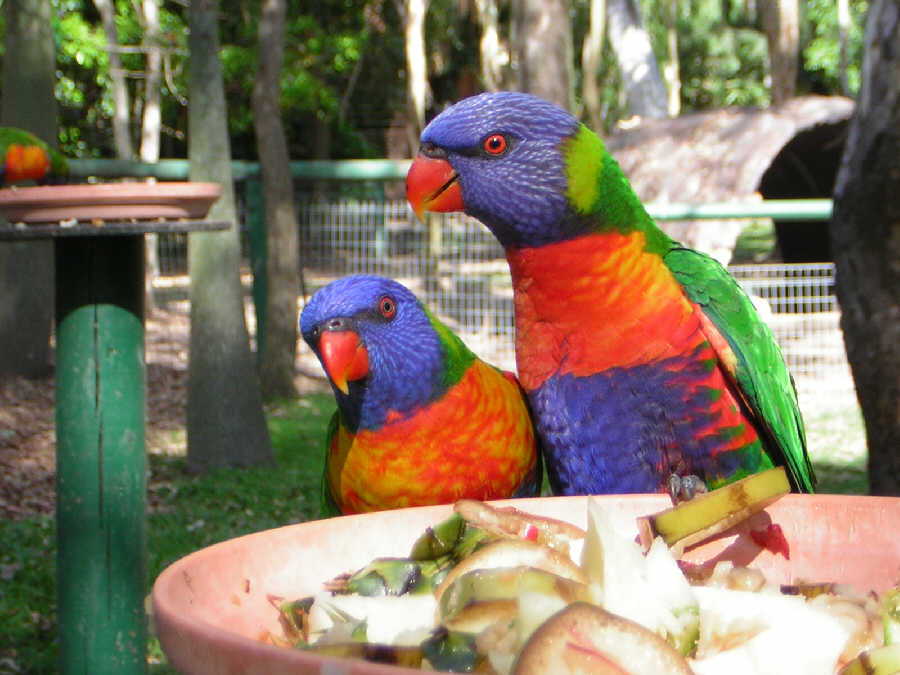  Rockhampton, Botanical Garden & Zoo - Australien Australia 