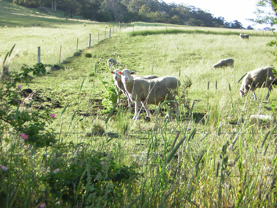  Tasmanien Tasmania - Australien Australia 